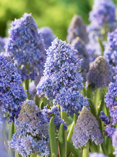 Buy Muscari Fantasy Creation (Grape Hyacinth) bulbs