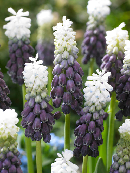 Muscari Grape Ice (Grape Hyacinth)