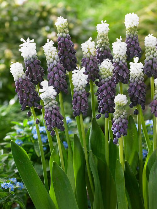 Muscari Grape Ice (Grape Hyacinth)