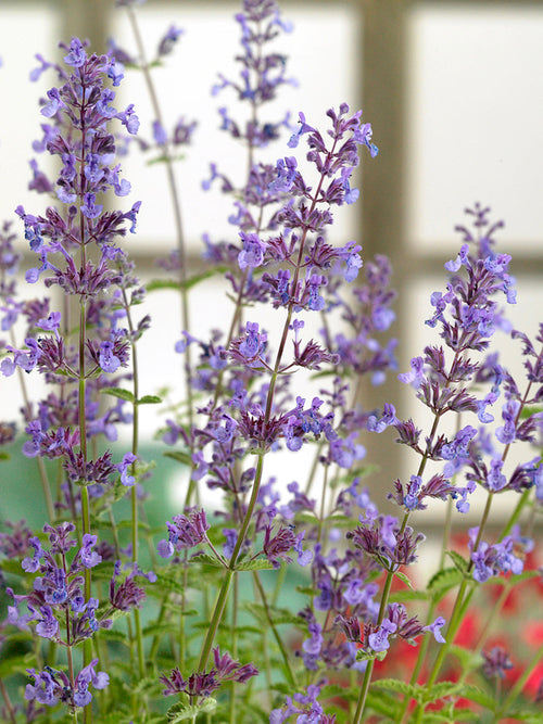 Nepeta Junior Walker