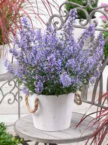 Nepeta Junior Walker (Garden catmint)