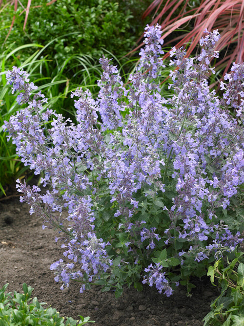 Nepeta Junior Walker