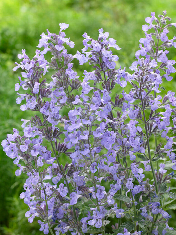 Nepeta Junior Walker