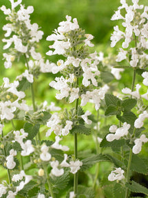 Nepeta Snowflake