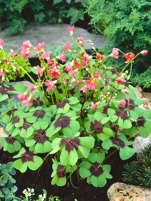 Oxalis Iron Cross (Lucky Clover)