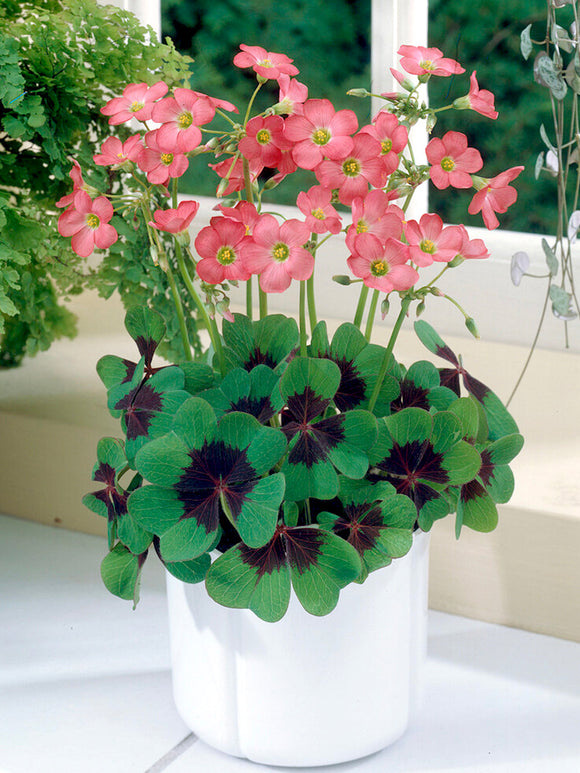 Buy Oxalis Iron Cross (Lucky Clover) bulbs