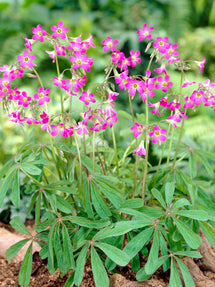 Oxalis Lasiandra (Palm Tree Oxalis)