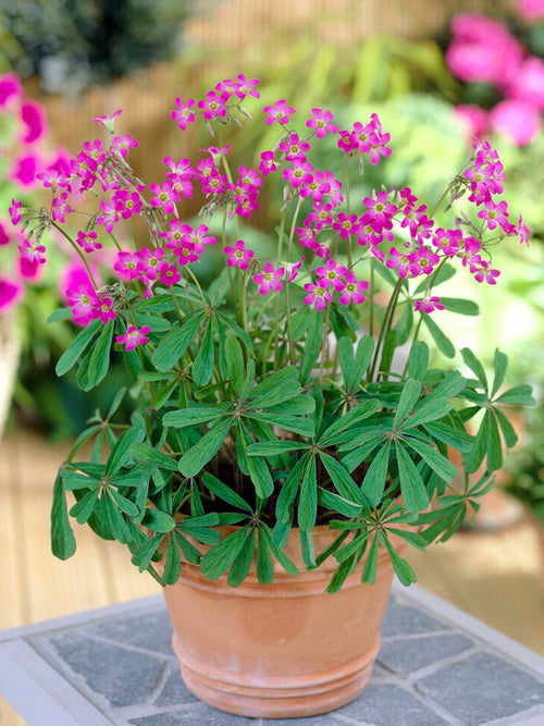 Oxalis Lasiandra