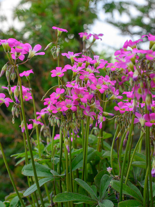 Oxalis Lasiandra Bulbs, Shipping to UK in Spring