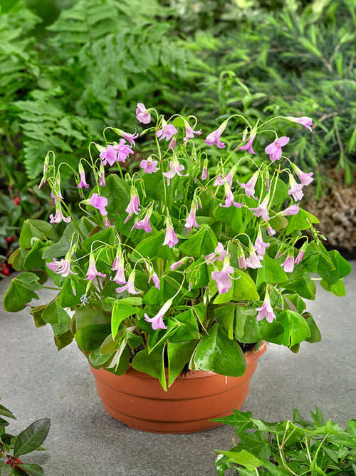 Oxalis regnellii Fanny Bulbs