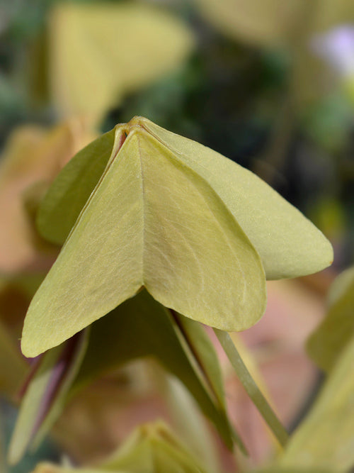 Oxalis Sanne