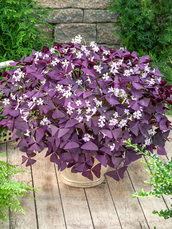 Oxalis triangularis Mijke (Purple Shamrock)