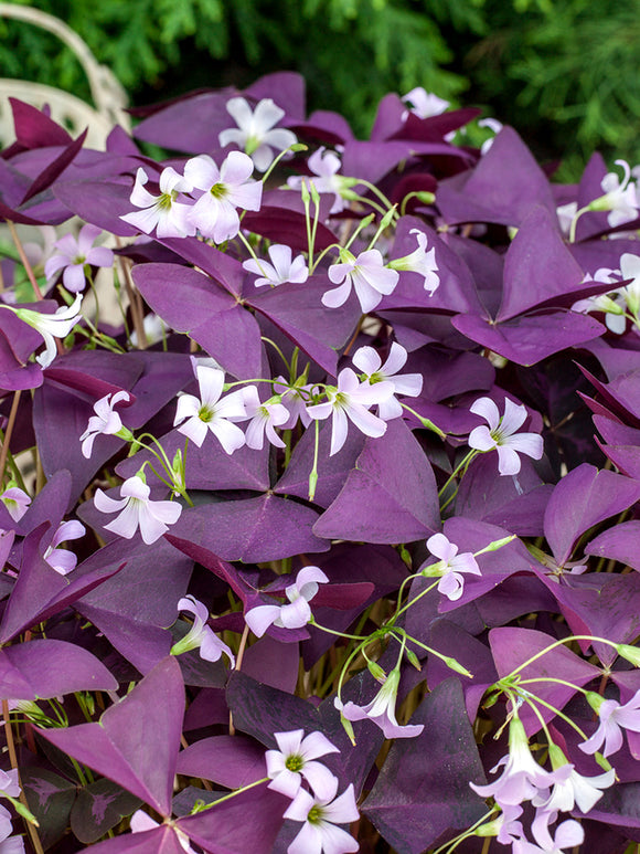 Oxalis triangularis Mijke (Purple Shamrock)