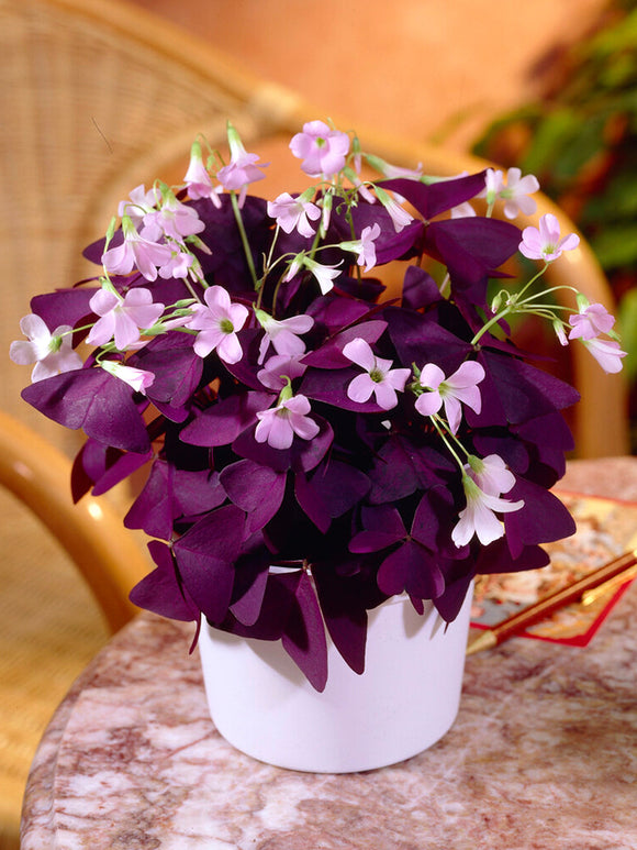 Oxalis triangularis Mijke (Purple Shamrock)