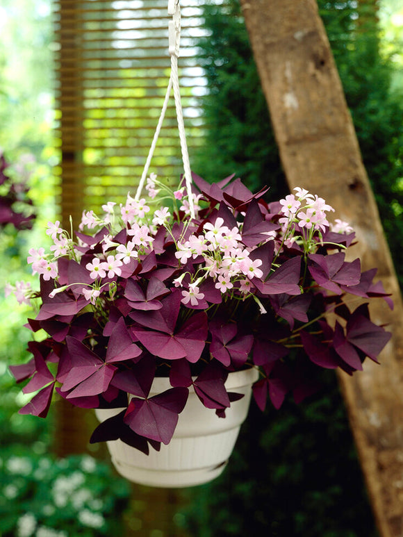 Oxalis triangularis Mijke (Purple Shamrock)