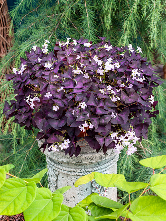 Oxalis Triangularis Sunny