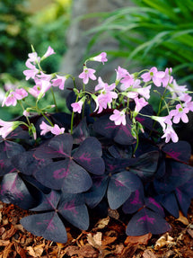 Oxalis Triangularis Sunny (False Shamrock)