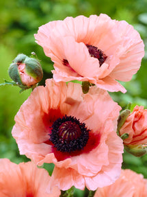 Papaver Aglaya (Oriental Poppy)