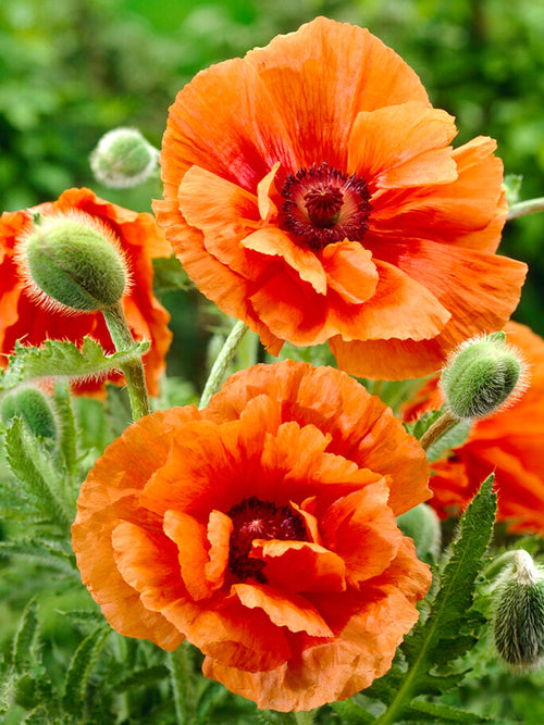 Papaver Harvest Moon (Oriental Poppy)