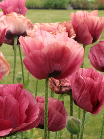 Papaver Marlene (Oriental Poppy)