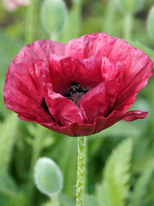 Buy Papaver Marlene (Oriental Poppy) Bare Roots