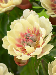 Peony Border Charm