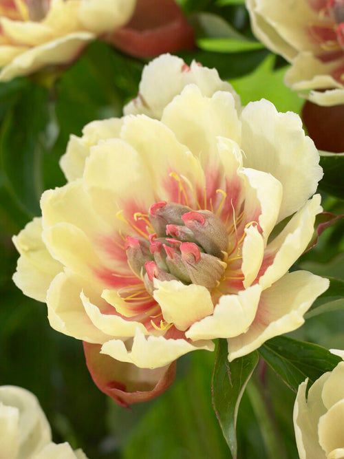 Peony Border Charm Bare Roots