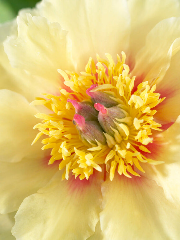 Peony Border Charm