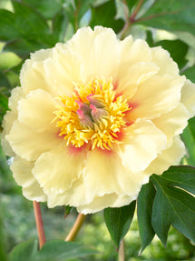 Peony Border Charm