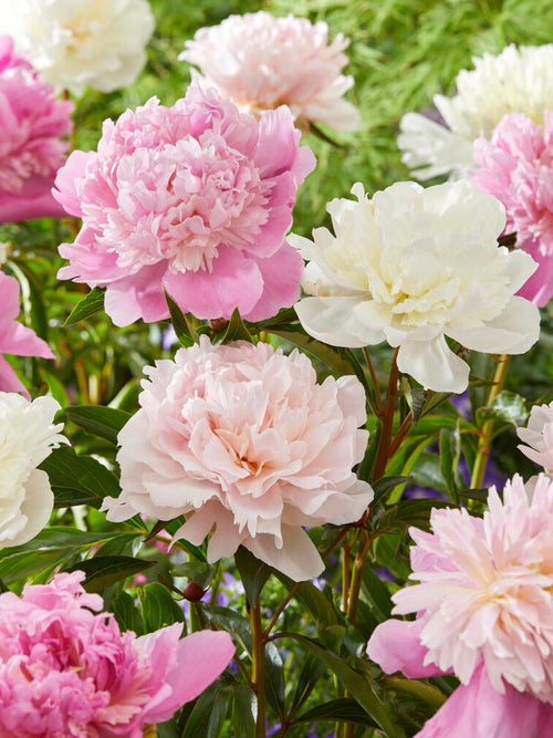 Peony Bridal Bouquet Collection, mixed peony bare roots for autumn planting