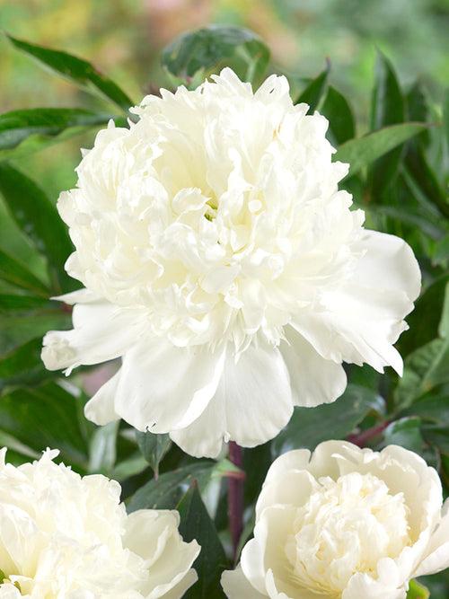 Peony Bridal Shower