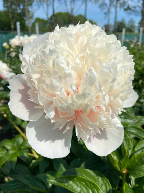 Peony Colonel Owen Cousins bare roots