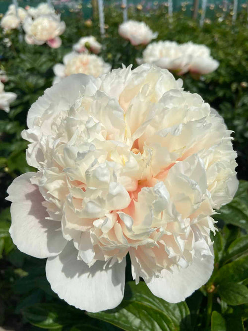 Buy Peony Colonel Owen Cousins