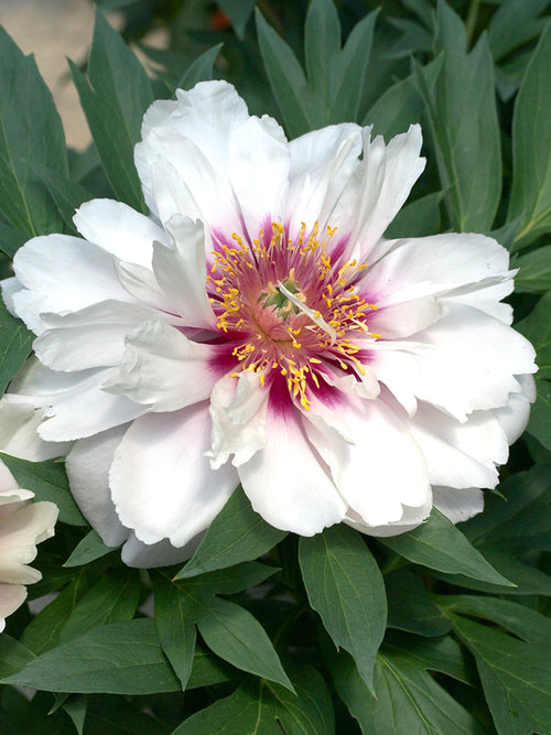 Peony Cora Louise