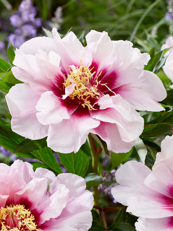 Peony Cora Louise, Bare Root Peonies | DutchGrown™