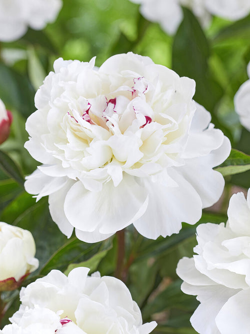 Peony Festiva Maxima, Bare Root Peonies