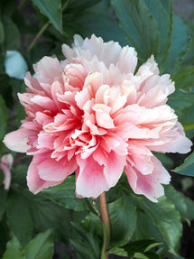 Peony Lorelei