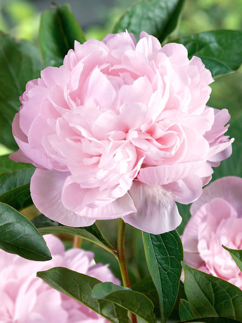 Buy Peony Nancy Nora, shipping in Autumn