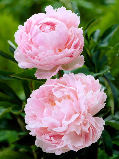 Bare Root Peonies for Spring Planting, Peony Pillow Talk