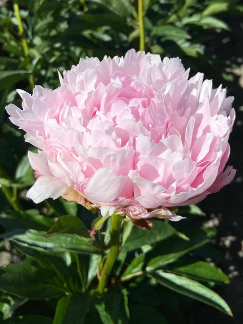 Peony Pillow Talk