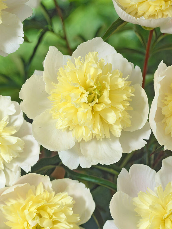 Peony Primevère - EU Shipping