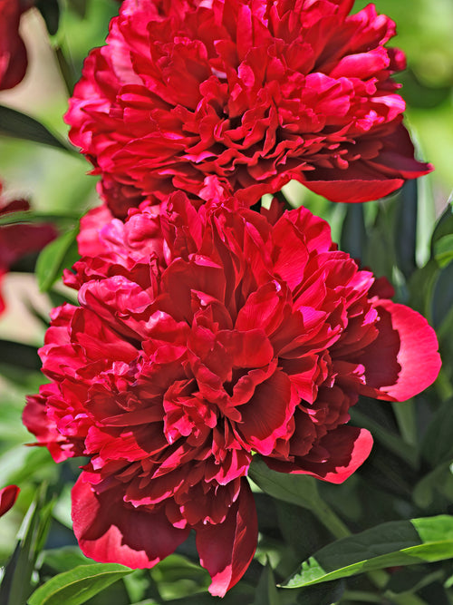 Peony Red Grace