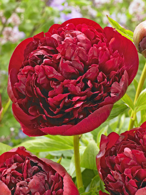 Buy Peony Red Grace - EU Shipping