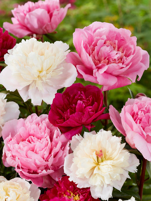 Buy Mixed Peony Bare Roots, Peony Rosette Collection