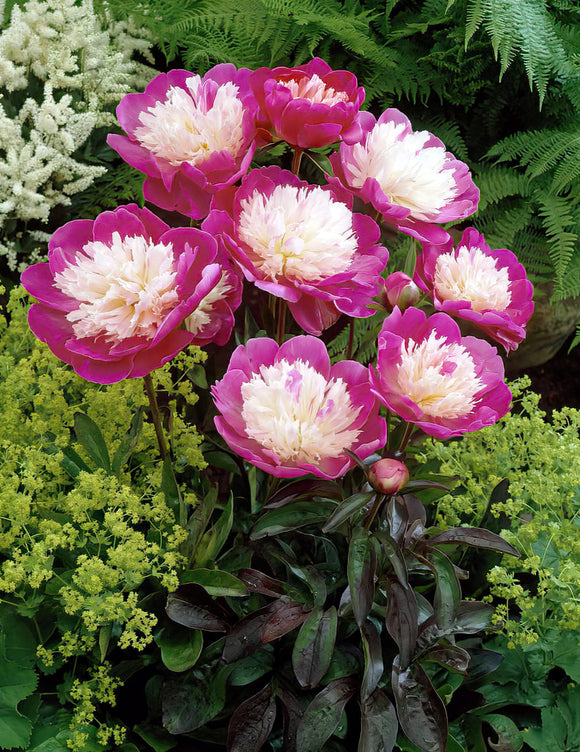 Buy Peony Santa Fe - EU Shipping