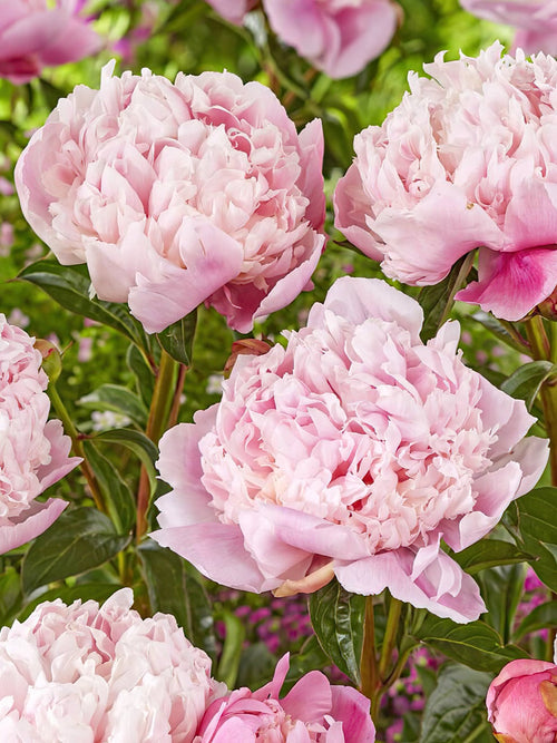 Peony Shirley Temple