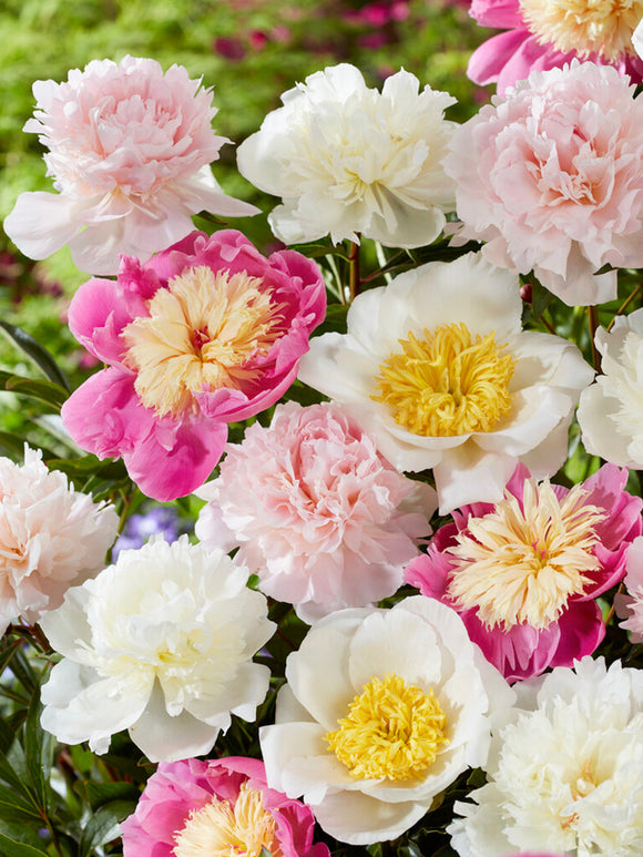 Peony Sweet Caroline Collection, Mixed Peony Bare Roots