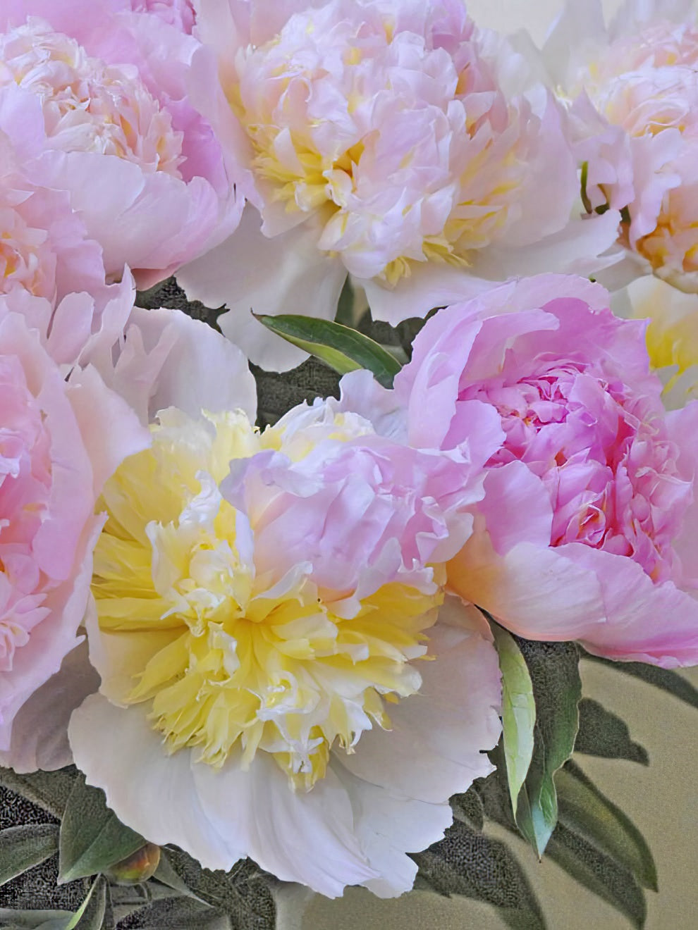 Peony Top Brass