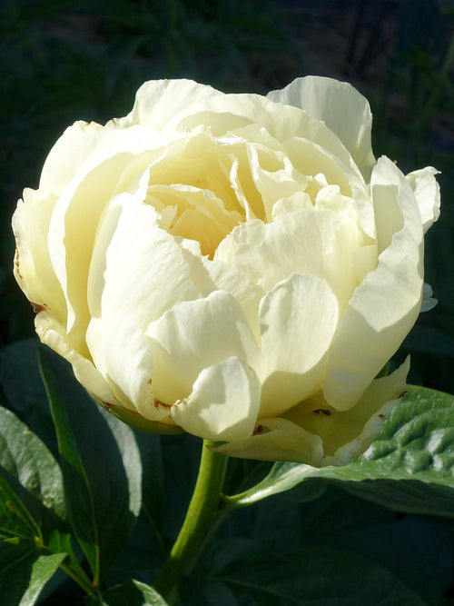 Buy Peony Vanilla Schnapps Bare Roots