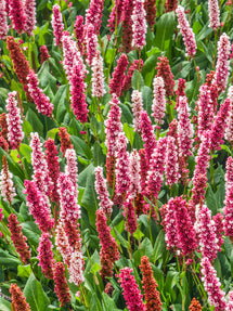 Persicaria affinis Kabouter (Bistord)